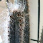 Pilosocereus leucocephalus Bark