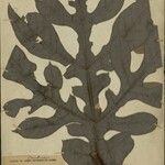 Artocarpus rigidus Листок