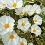 Cistus populifolius Flower