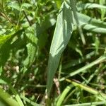 Lysimachia ephemerum Deilen