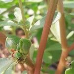 Portulaca oleracea Frucht
