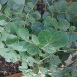 Guaiacum officinale Leaf