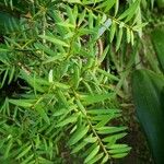 Afrocarpus usambarensis Folha