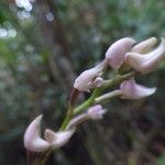 Polystachya cultriformis Flor