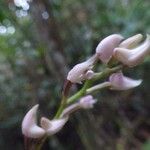 Polystachya cultriformis Flower