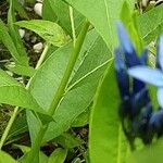 Amsonia tabernaemontana Folha