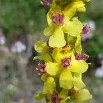 Verbascum nigrumFlor