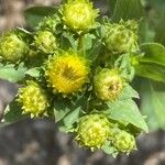 Inula spiraeifolia Flower