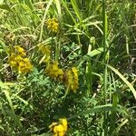 Cytisus nigricans Habit