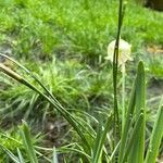 Narcissus bulbocodium Leaf