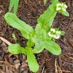 Valeriana woodsiana List