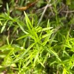 Polypremum procumbens Blad