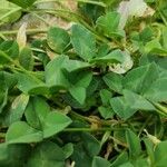 Trifolium uniflorum Leaf