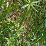 Galium mollugo Leaf