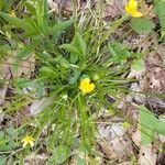 Ranunculus hispidus Leaf