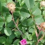 Rosa gallica List