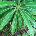 Euphorbia stygiana 葉