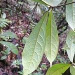 Ocotea scandens Leaf