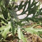 Eryngium amethystinum Blatt