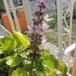 Ocimum americanum Kvet