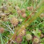 Acaena novae-zelandiae Fruit