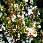 Leptospermum lanigerum