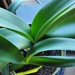 Haemanthus albiflos Hostoa