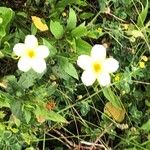 Bidens aurea Blüte