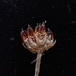 Juncus triglumis Fruit