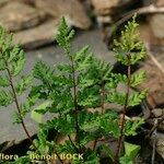 Hemionitis pteridioides Habit