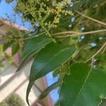 Ligustrum japonicum Leaf