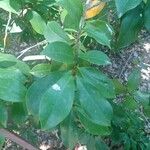 Magnolia figo Hoja