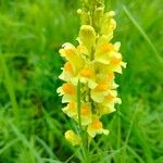 Linaria angustissimaÇiçek