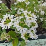 Scaevola plumieri Flower