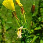 Oenothera biennis Цветок