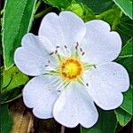 Potentilla alba Floare