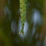 Phyllodium pulchellum Leaf