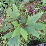 Hibiscus sabdariffaFolha