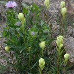 Castilleja septentrionalis ശീലം