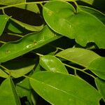 Pterocarpus violaceus 葉