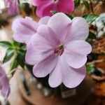 Impatiens walleriana Flower