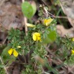 Ononis minutissima Flower