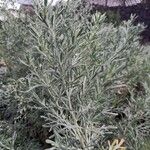 Artemisia thuscula Leaf