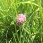 Trifolium pratenseЦвят