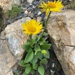 Doronicum glaciale Habit