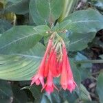 Fuchsia triphylla പുഷ്പം