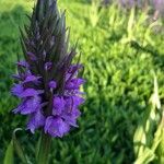 Dactylorhiza majalis Květ