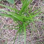 Carex muskingumensis ഇല