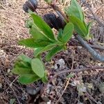 Exochorda racemosa Habit