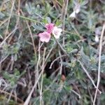 Lithodora hispidula 花